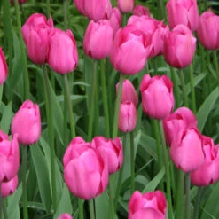 Don Quichotte Tulip Super Pack