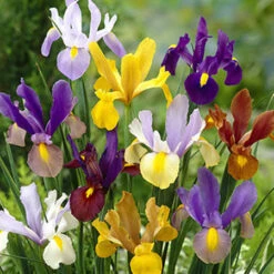 All Spring Blooms Value Collection 29 All Spring Blooms Value Collection -Garden Supplies Sales Store dutch iris