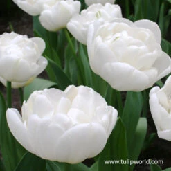 Early Spring Blooming Tulip Collection -Garden Supplies Sales Store global desire tulip 1