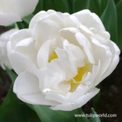 Early Spring Blooming Tulip Collection -Garden Supplies Sales Store global desire tulip 2 1