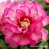Julia Rose Itoh Hybrid Peony -Garden Supplies Sales Store julia rose peony