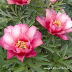 Peony Collection 19 Peony Collection -Garden Supplies Sales Store julia rose peony 3 1