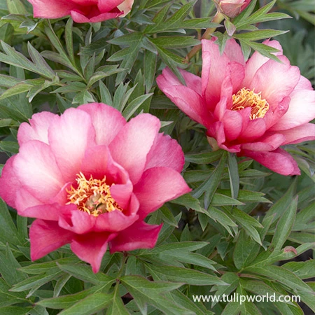 Julia Rose Itoh Hybrid Peony 4 Julia Rose Itoh Hybrid Peony - Image 2