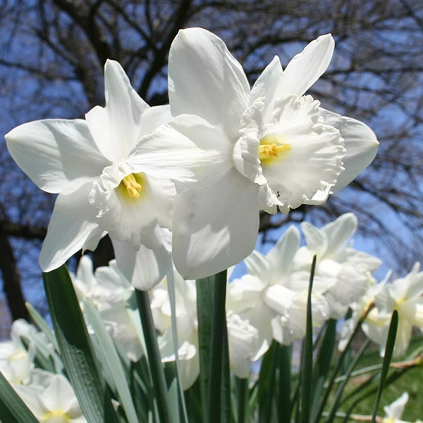 White Daffodil Mount Hood 100 Bulbs 3 White Daffodil Mount Hood 100 Bulbs