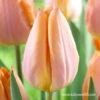 Salmon Prince Single Early Tulip