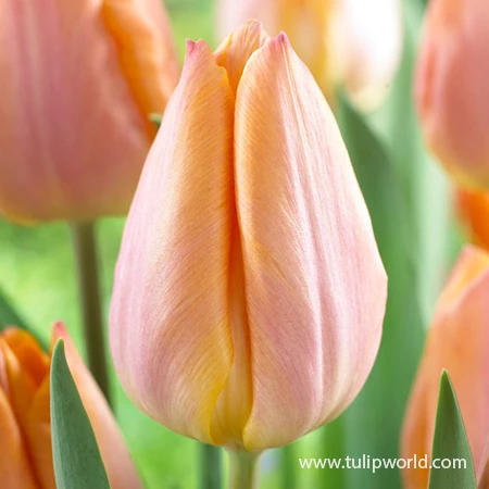 Salmon Prince Single Early Tulip 3 Salmon Prince Single Early Tulip