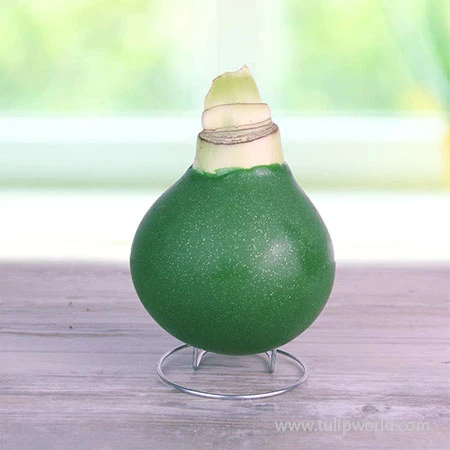 Mistletoe Waxed Amaryllis 4 Mistletoe Waxed Amaryllis - Image 2